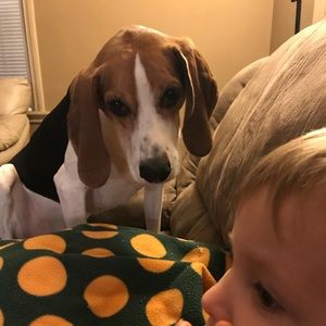 Pet friendly smoke free home!